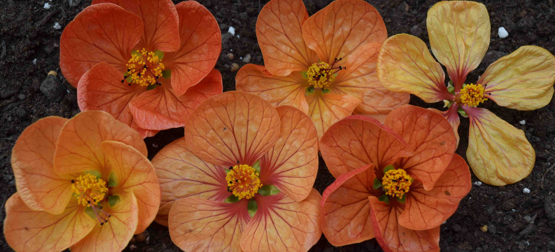 Orange Abutilon Flower Seeds – Heirloom, Non-GMO, High Germination Seeds
