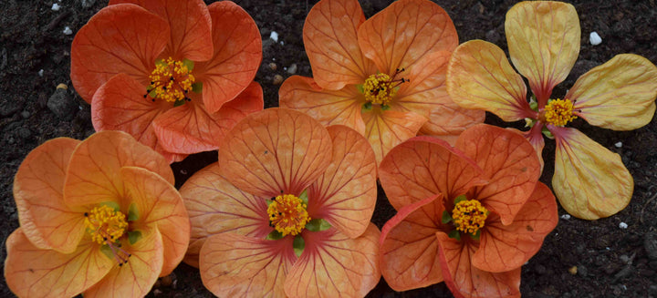 Orange Abutilon Flower Seeds – Heirloom, Non-GMO, High Germination Seeds