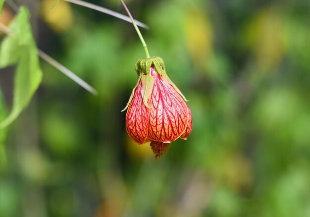Abutilon Striatum Flower Seeds for Planting – Heirloom Non-GMO High Germination Organic Seeds