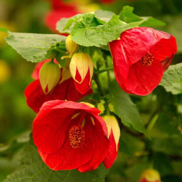 Red Abutilon Flower Seeds for Planting Heirloom Non-GMO High Germination Organic Garden Seeds