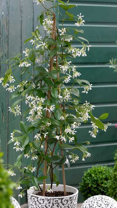 Climbing Jasmine Flower Seeds – Heirloom, Non-GMO, High Germination Seeds