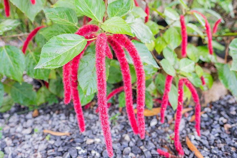 Acalypha Hispida Flower Seeds for Planting – Heirloom Non-GMO High Germination Organic Seeds