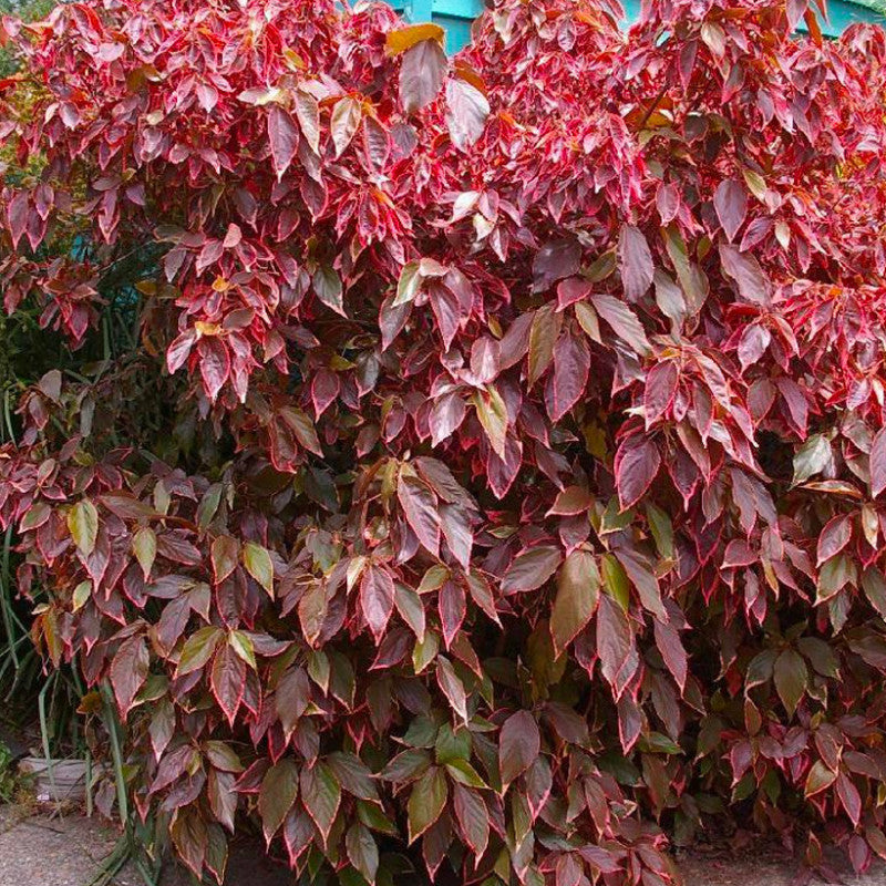 Acalypha Flower Seeds for Planting – Heirloom Non-GMO High Germination Organic Garden Seeds