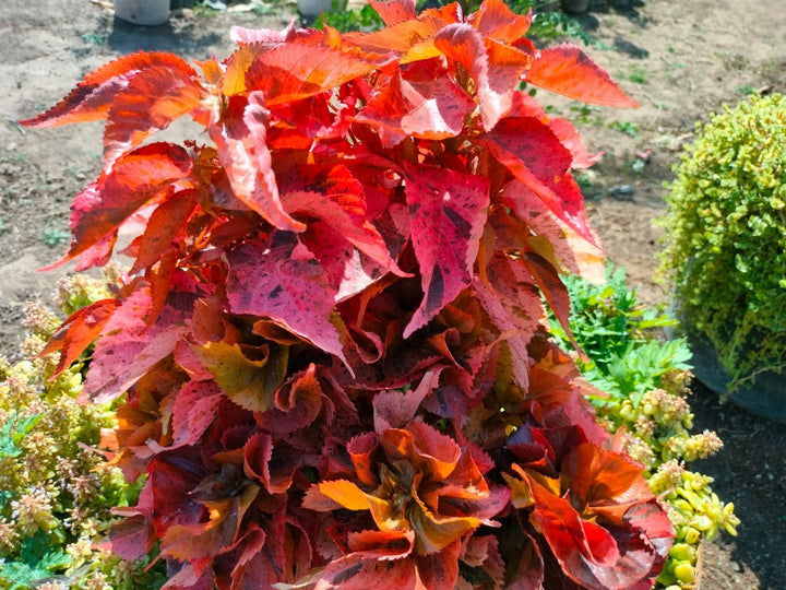 Acalypha Flower Seeds for Planting – Heirloom Non-GMO High Germination Organic Garden Seeds