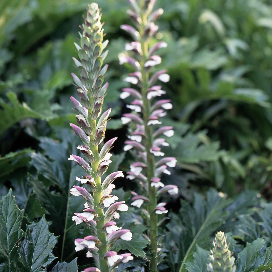 spiny acanthus flower seeds