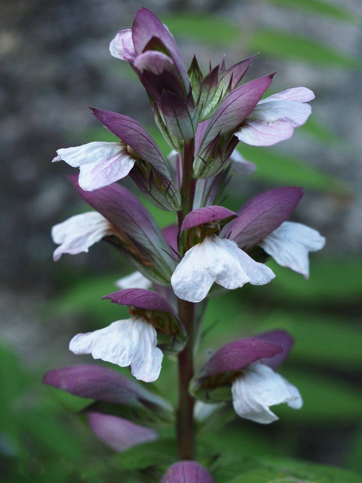 Acanthus Flower Seeds for Planting – Heirloom Non-GMO High Germination Organic Garden Seeds