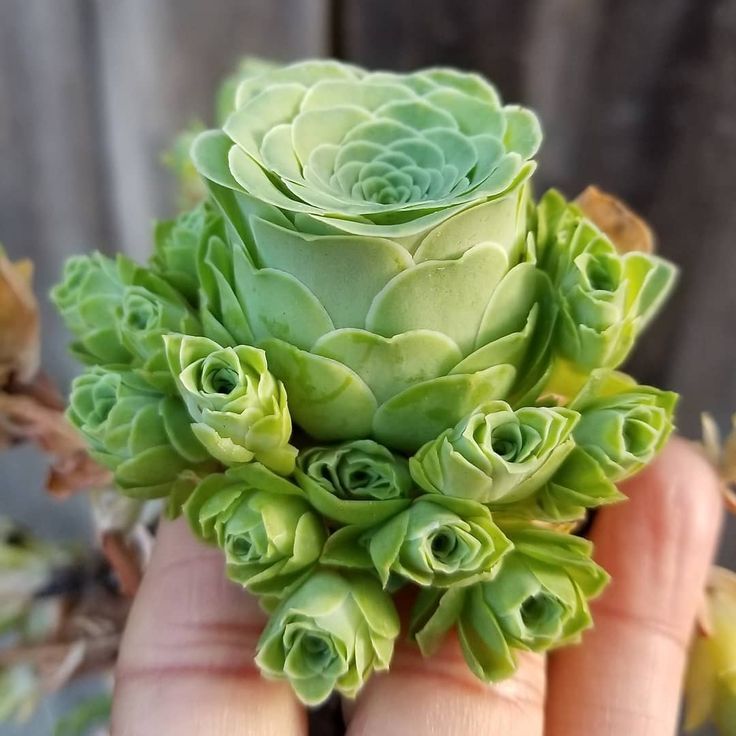 Greenovia Flower Seeds Green – Heirloom, Non-GMO, High Germination Seeds