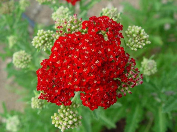 Schleifenblumen-Samen (Rot) – Alte Sorte, gentechnikfrei, keimstark, Bio-Gartensamen