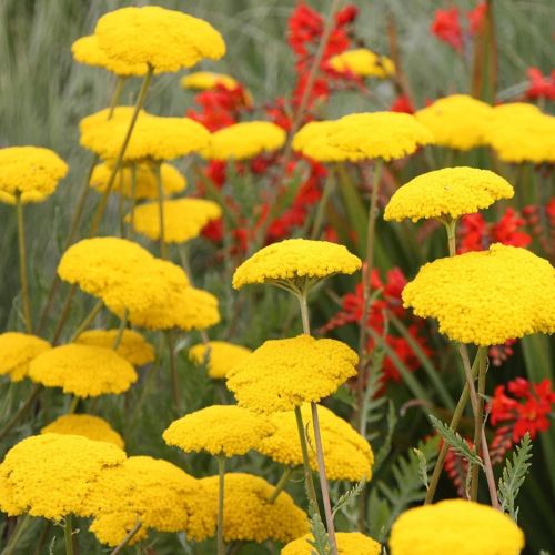 achilleafilipendulinaclothofgoldimportedtinyheirloomnongmohighgerminationorganicgarden flower seeds
