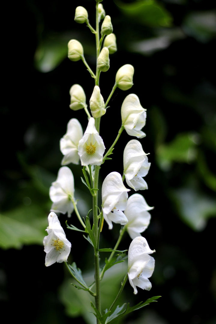 Aconitum Flower Seeds White for Planting – Heirloom Non-GMO High Germination Organic Seeds