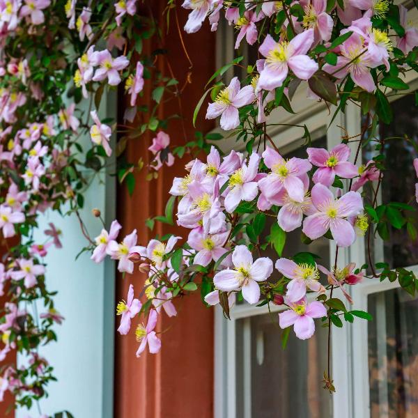 Pale Pink Climbing Clematis Flower Seeds – Heirloom, Non-GMO, High Germination Seeds