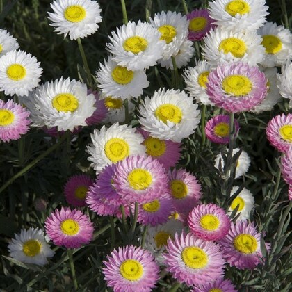 Mixed Acroclinium Flower Seeds – Heirloom, Non-GMO, High Germination Seeds