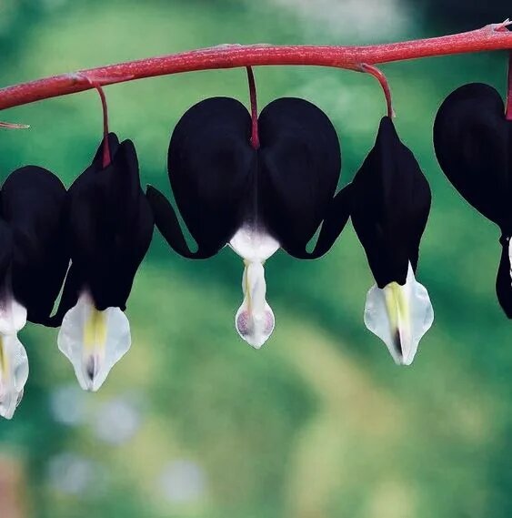 Black Lamprocapnos Flower Seeds – Heirloom, Non-GMO, High Germination Seeds