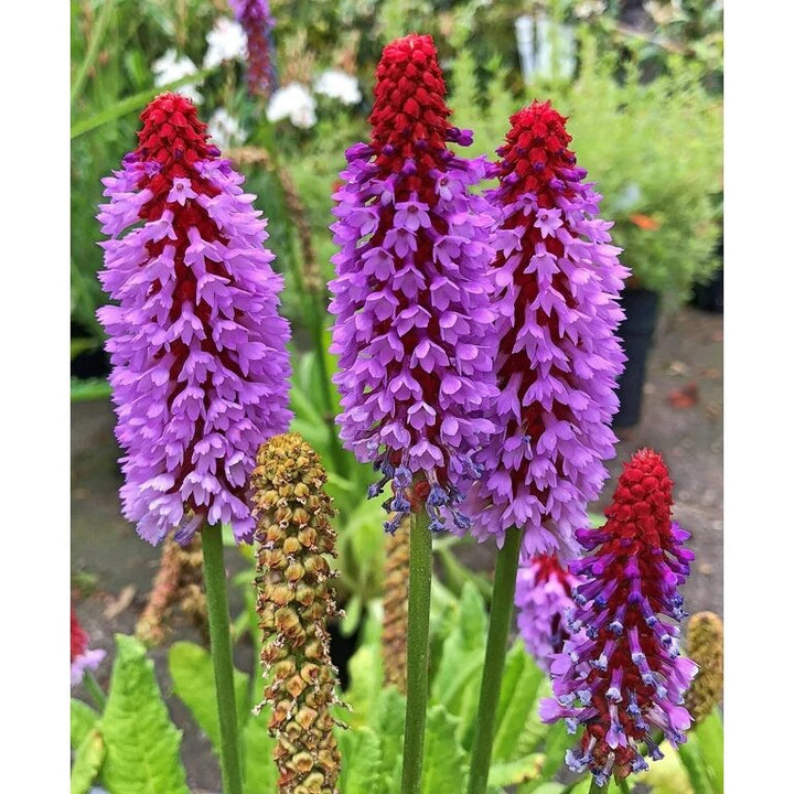 Kniphofia Uvaria Flower Seeds Purple Heirloom Non-GMO High Germination Organic Garden Seeds for Planting