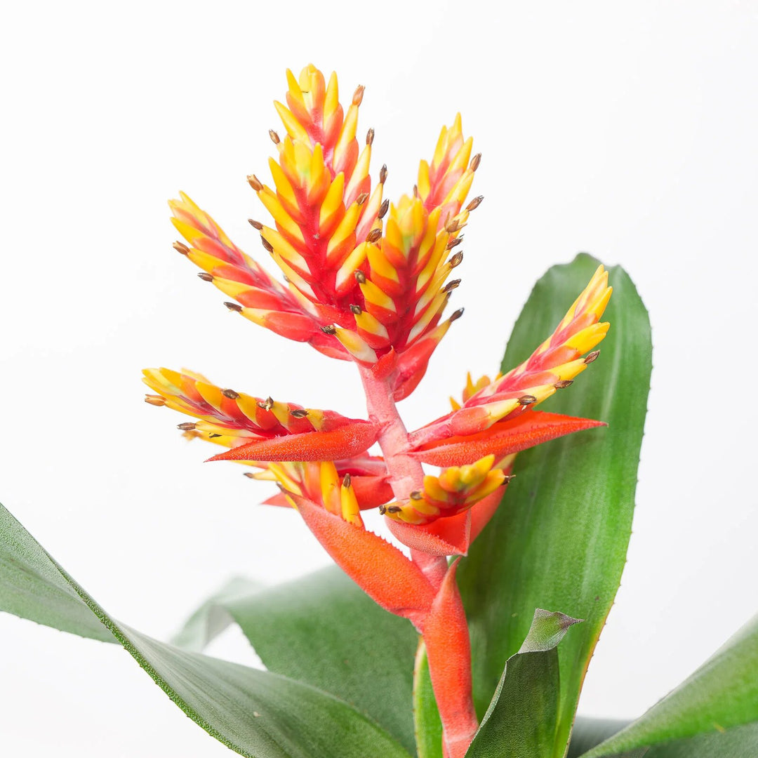 Orange Aechmea Chantinii Flower Seeds – Heirloom, Non-GMO, High Germination Seeds
