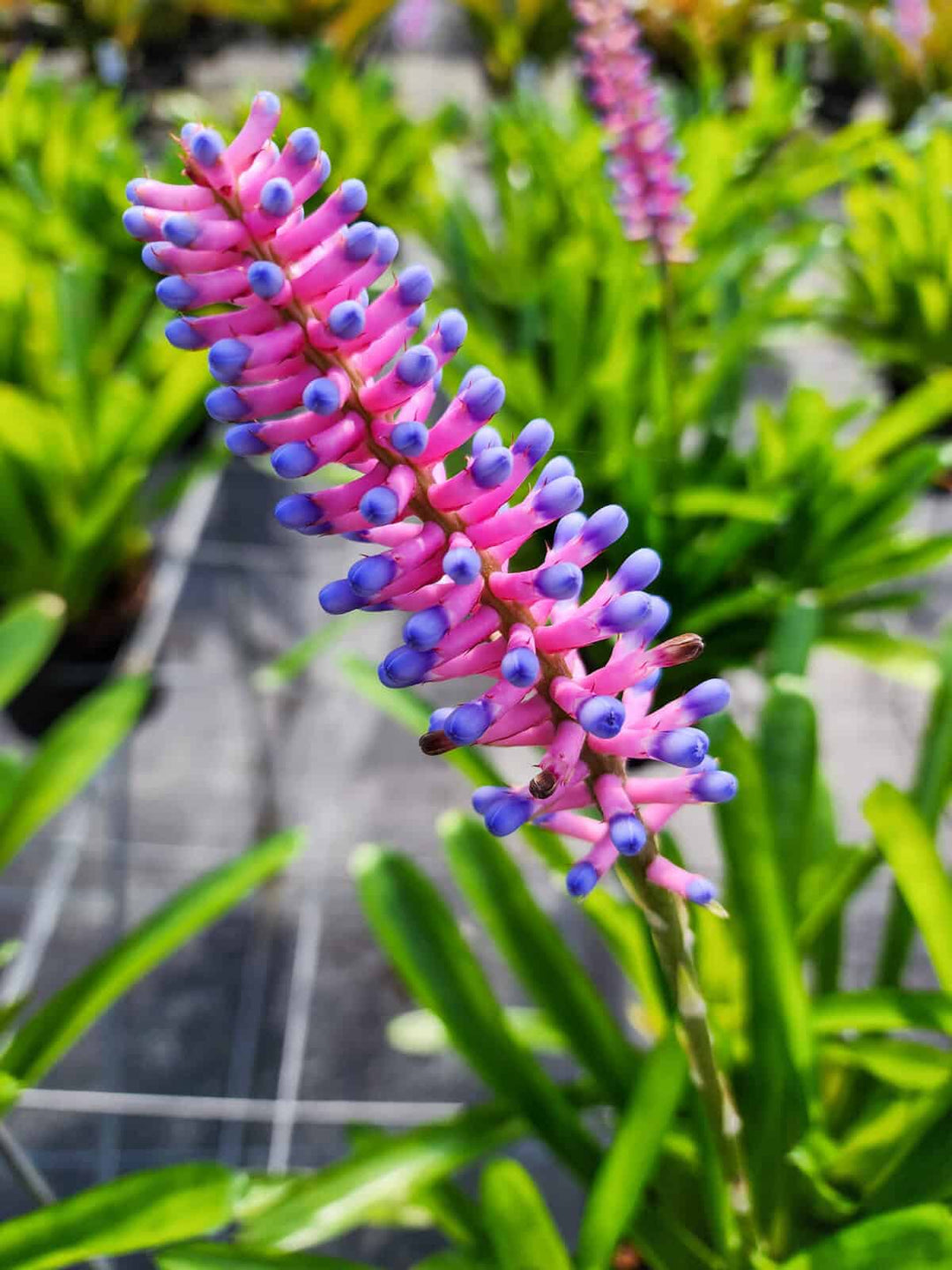 Blue Pink Bromeliad Flower Seeds – Heirloom, Non-GMO, High Germination, Organic Garden Seeds