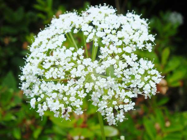 Aegopodium Flower Seeds for Planting – Heirloom Non-GMO High Germination Organic Garden Seeds