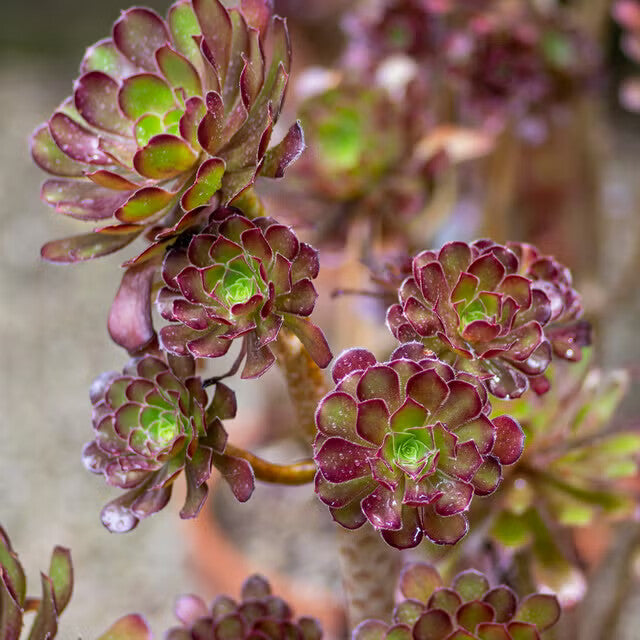 Aeonium Flower Seeds for Planting – Heirloom Non-GMO High Germination Organic Garden Seeds