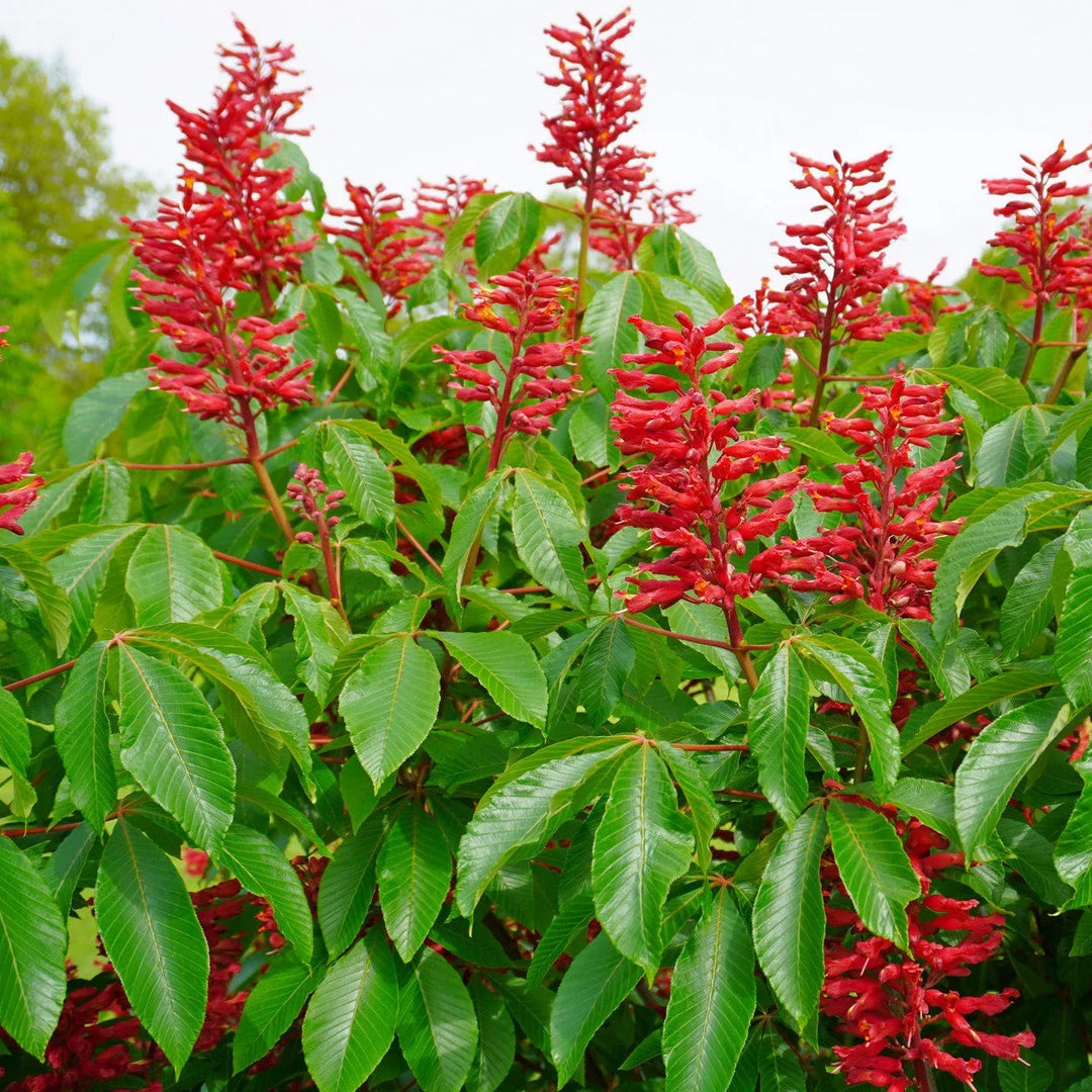 Aesculus Pavia herb seeds