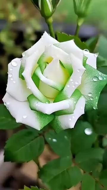 Green White Rose Flower Seeds – Heirloom, Non-GMO, High Germination Seeds
