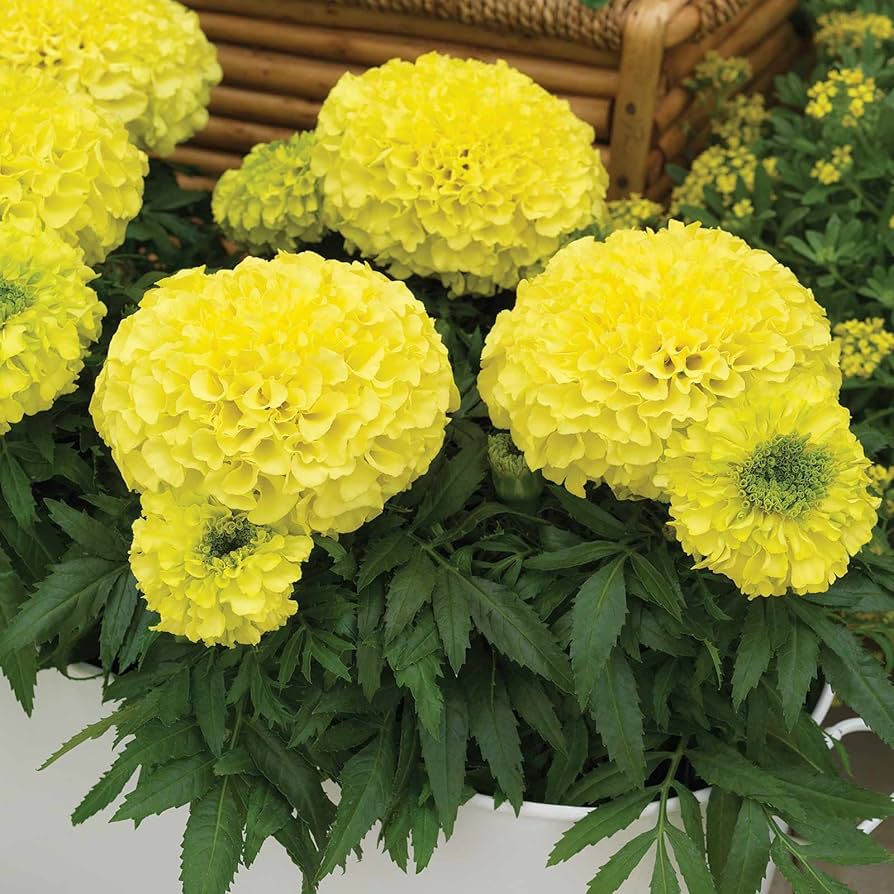 yellow african flower seeds