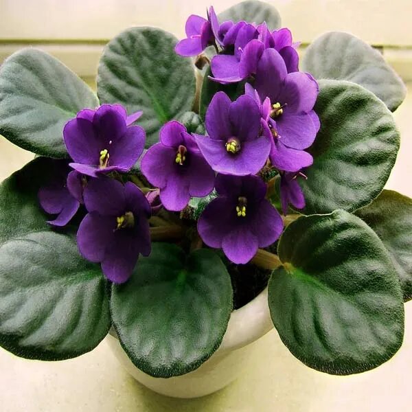 Dark Purple Saintpaulia Flower Seeds for Planting – Heirloom Non-GMO High Germination