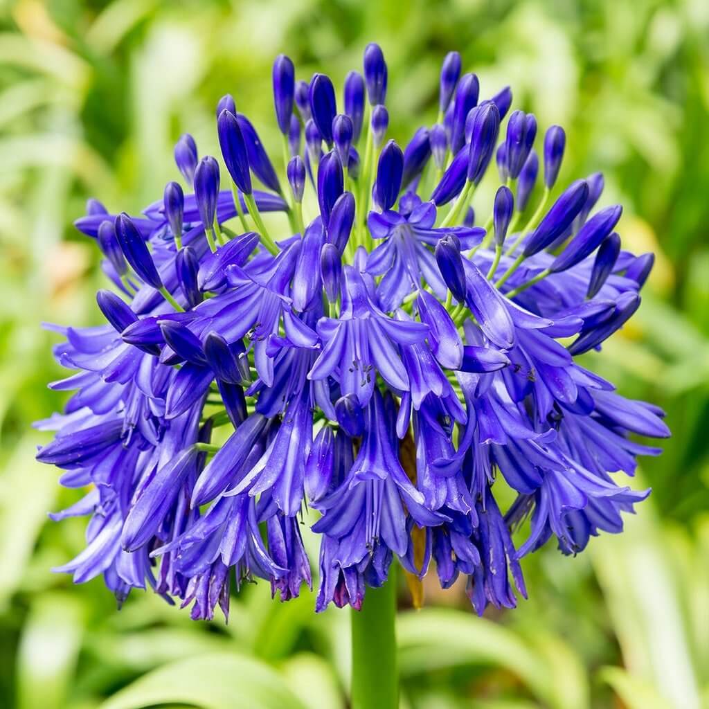 Agapanthus Flower Seeds for Planting – Heirloom Non-GMO High Germination Organic Garden Seeds