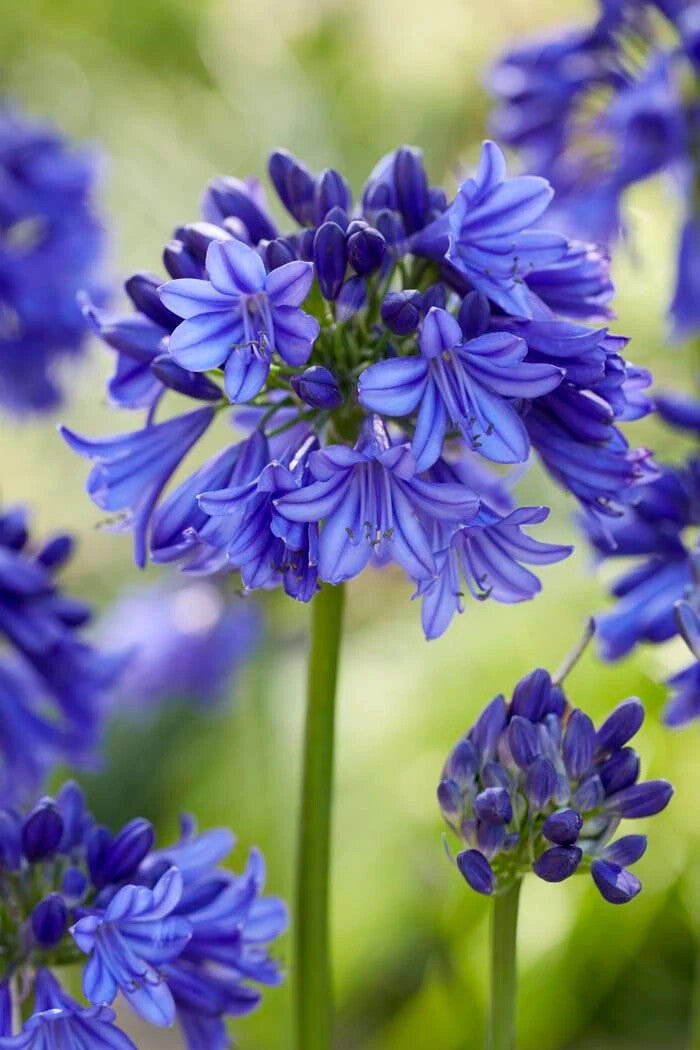 Agapanthus Flower Seeds for Planting – Heirloom Non-GMO High Germination Organic Garden Seeds