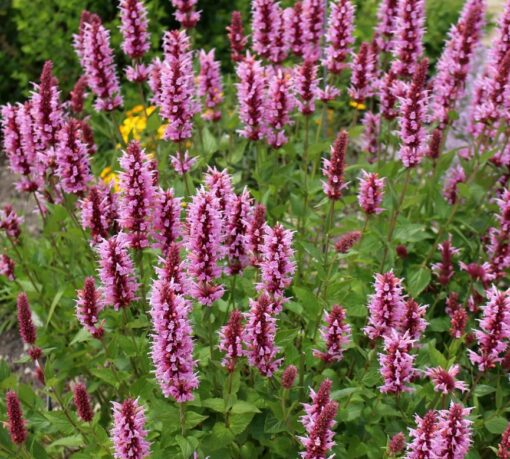 pink agastache flower seeds