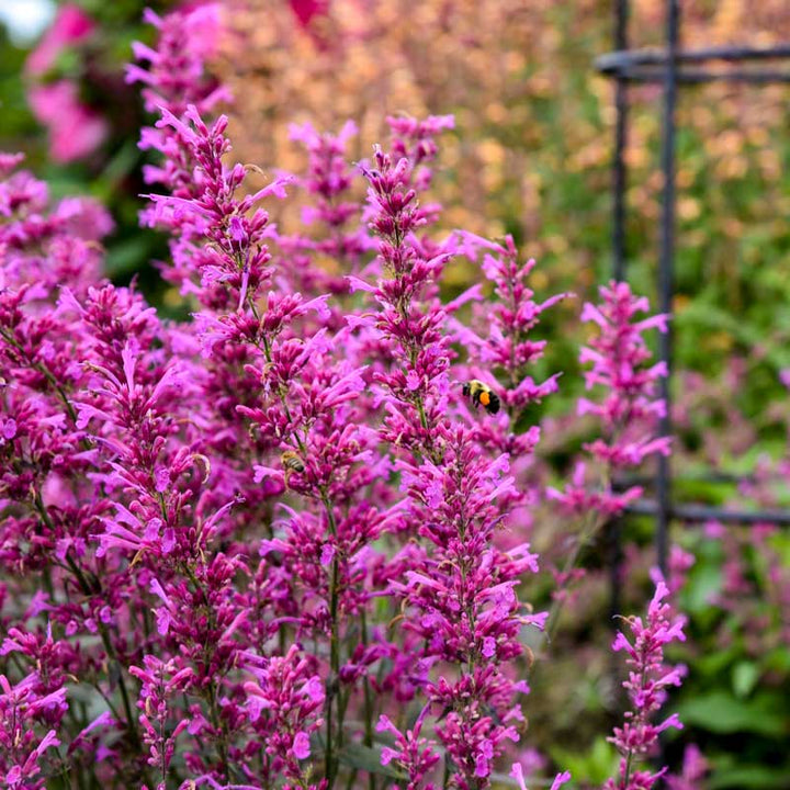 Agastache-Blumensamen Rosa zum Pflanzen – alte Sorte, gentechnikfrei, hohe Keimfähigkeit, Bio-Samen