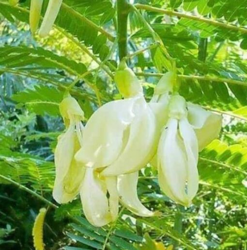 agathiwhitesesbaniagrandifloraopenpollinatedheirloomnongmohighgerminationorganicgarden flower seeds