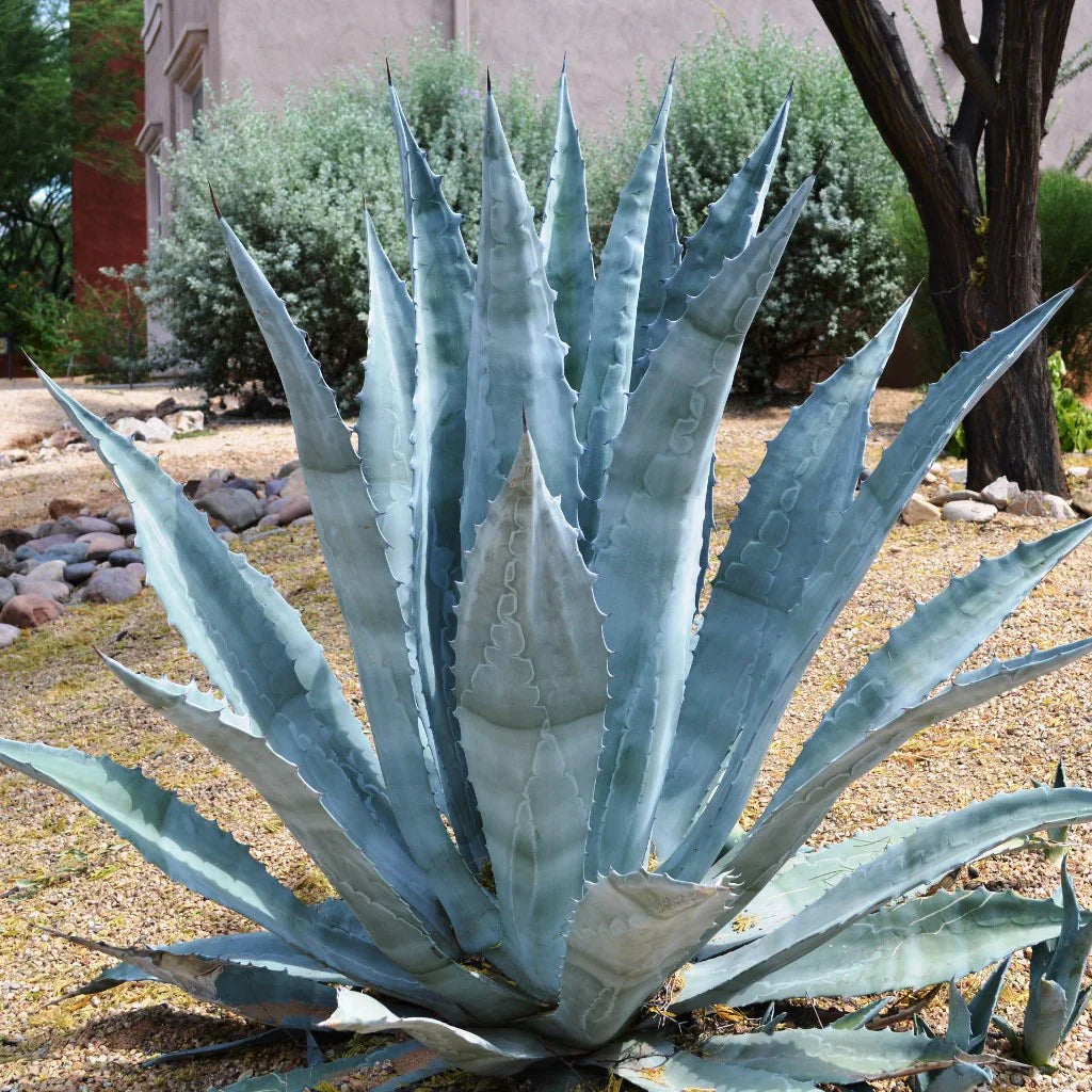 Agave Agave herb seeds