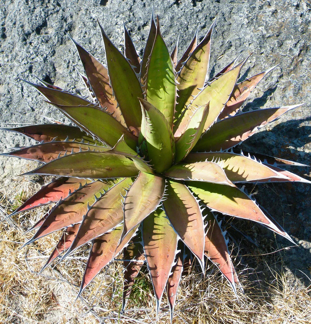 Green Agave herb seeds