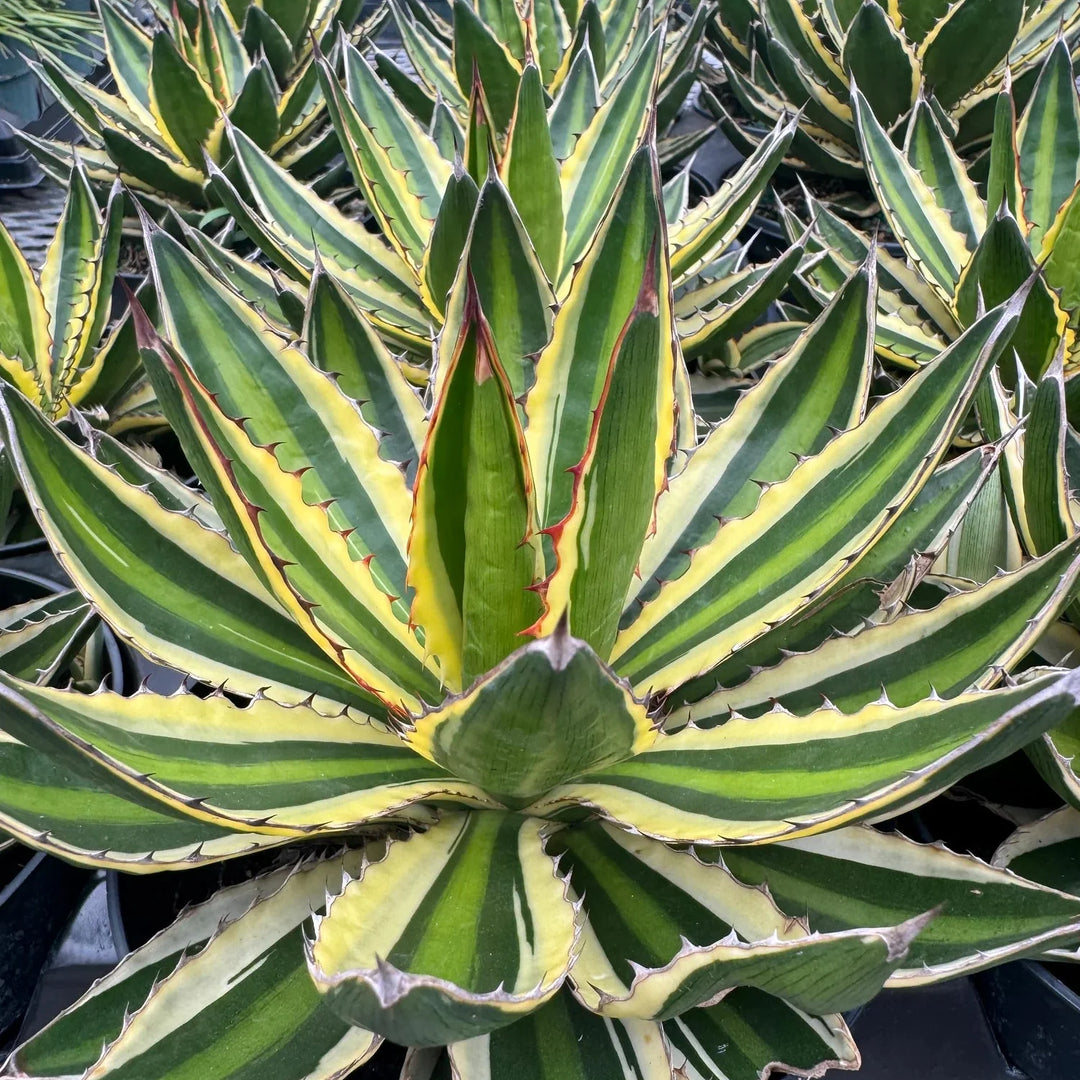 Agave Lophantha herb seeds