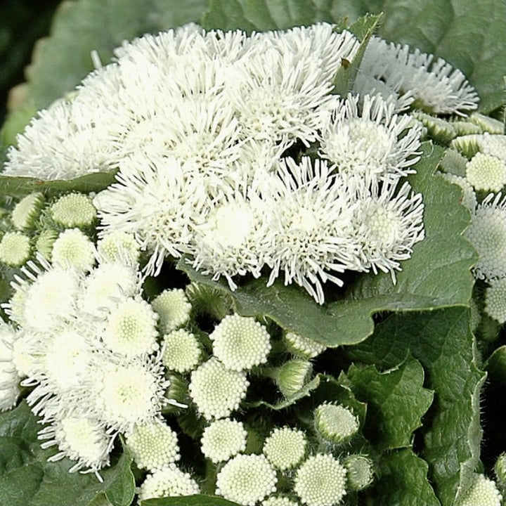 Ageratum Flower Seeds White for Planting – Heirloom Non-GMO High Germination Organic Garden Seeds