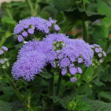 Ageratum Houstonianum Flower Seeds for Planting – Heirloom Non-GMO High Germination Seeds