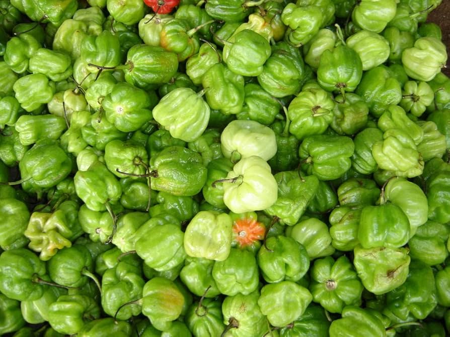 aji chombo flower seeds