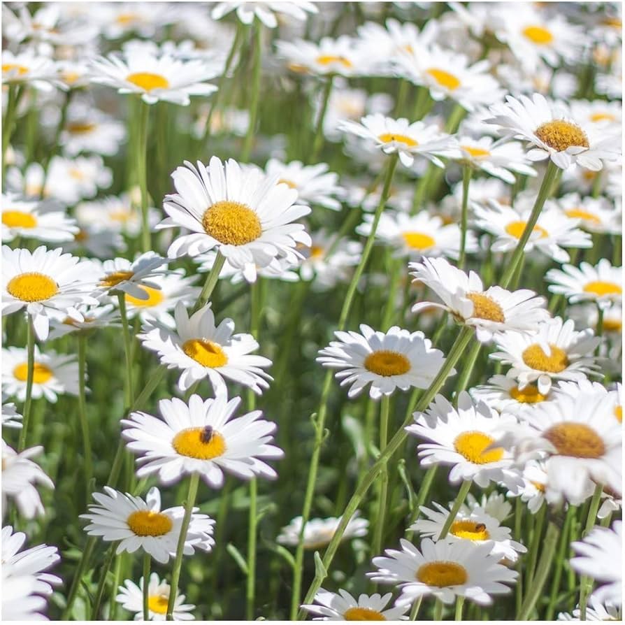 white yellow flower seeds