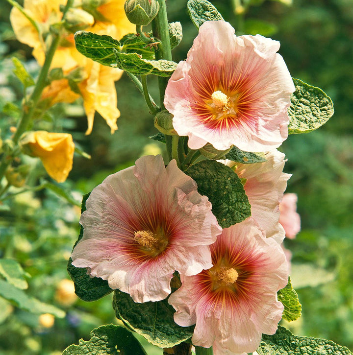 Hollyhock Flower Seeds Orange – Heirloom, Non-GMO, High Germination Seeds