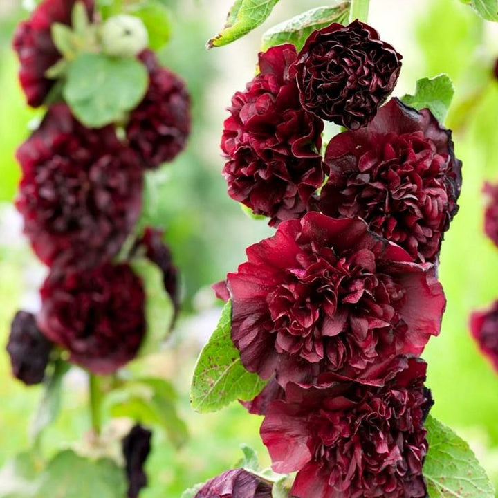 Brown Hollyhock Flower Seeds – Heirloom, Non-GMO, High Germination Seeds for Planting