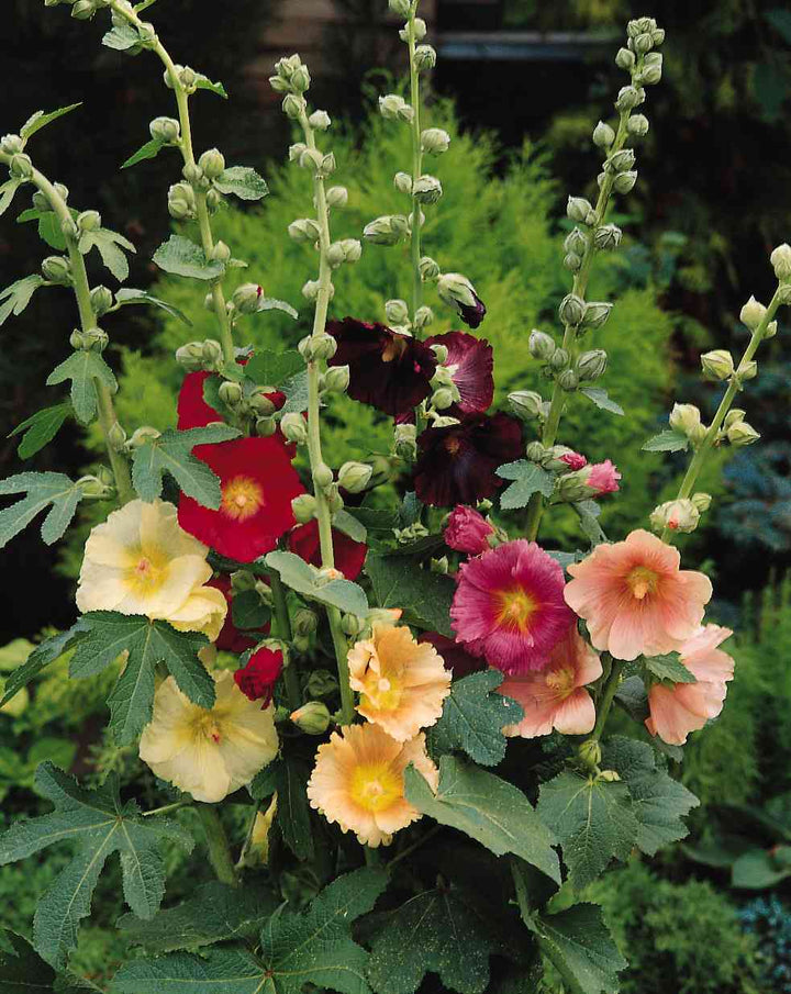 Mix Alcea Ficifolia Flower Seeds – Heirloom, Non-GMO, High Germination Seeds