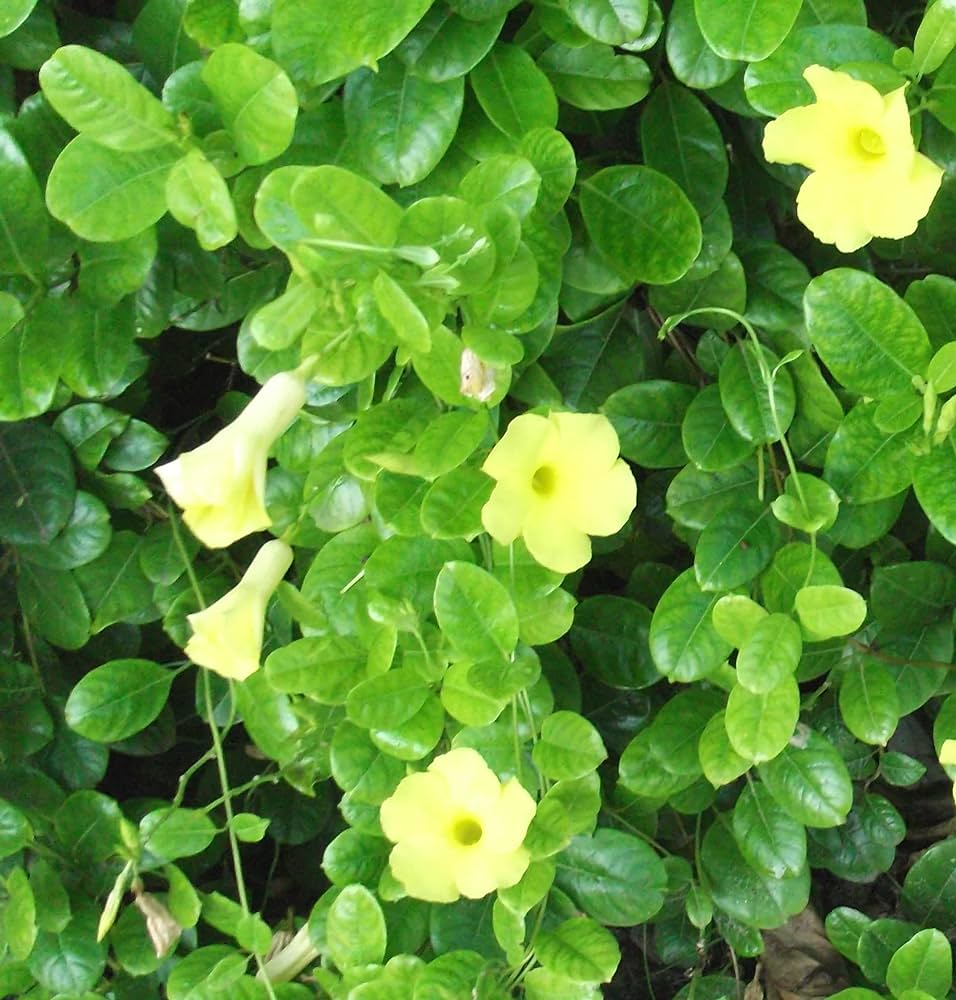 Allamanda Yellow Flower Seeds for Planting – Heirloom Non-GMO High Germination Organic Garden Seeds