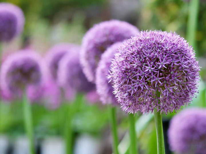 Giant Armeria Flower Seeds Purple – Heirloom, Non-GMO, High Germination Seeds
