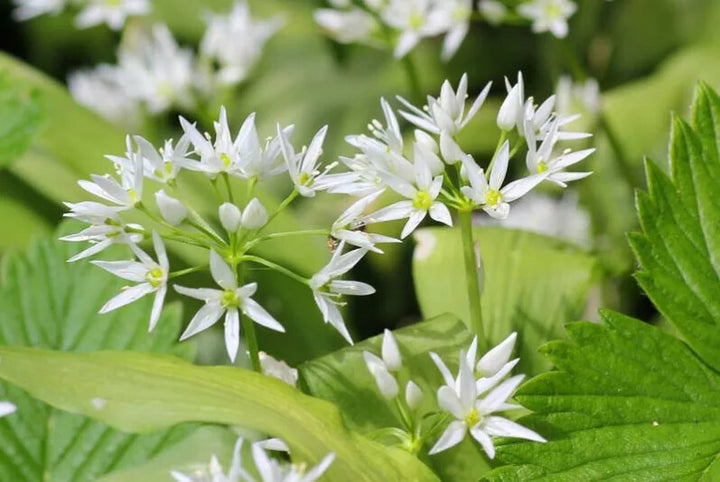 White Ursinum Flower Seeds for Planting – Heirloom, Non-GMO, High Germination