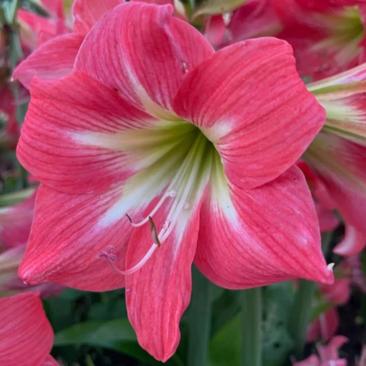 Light Pink Amaryllis Flower Seeds – Heirloom, Non-GMO, High Germination Seeds