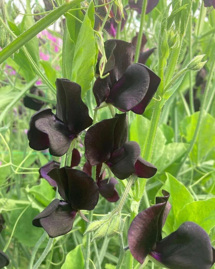 Lathyrus Black Flower Seeds – Heirloom, Non-GMO, High Germination Garden Seeds