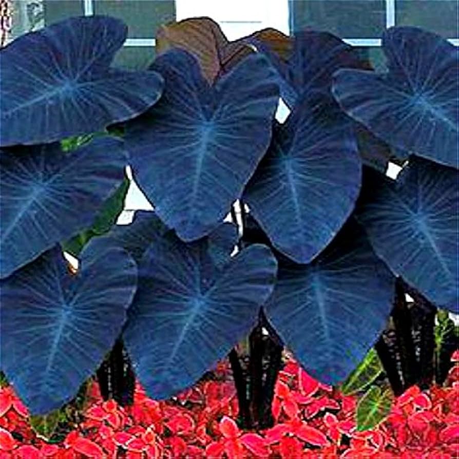 blue alocasia flower seeds
