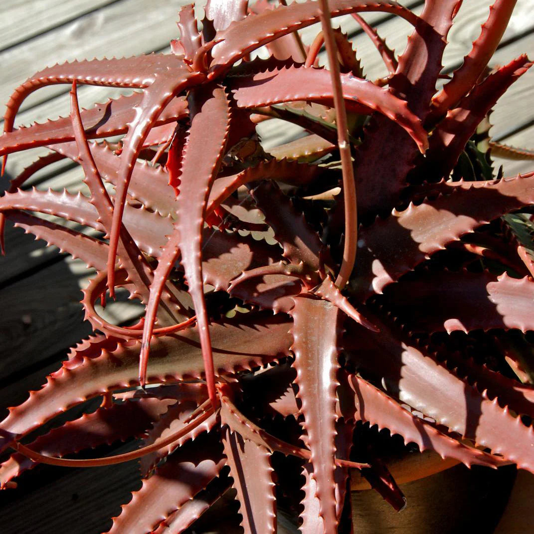 Aloe Cameronii herb seeds