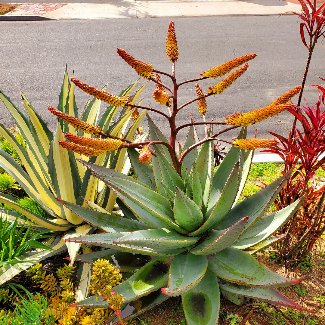 Aloe Marlothii herb seeds