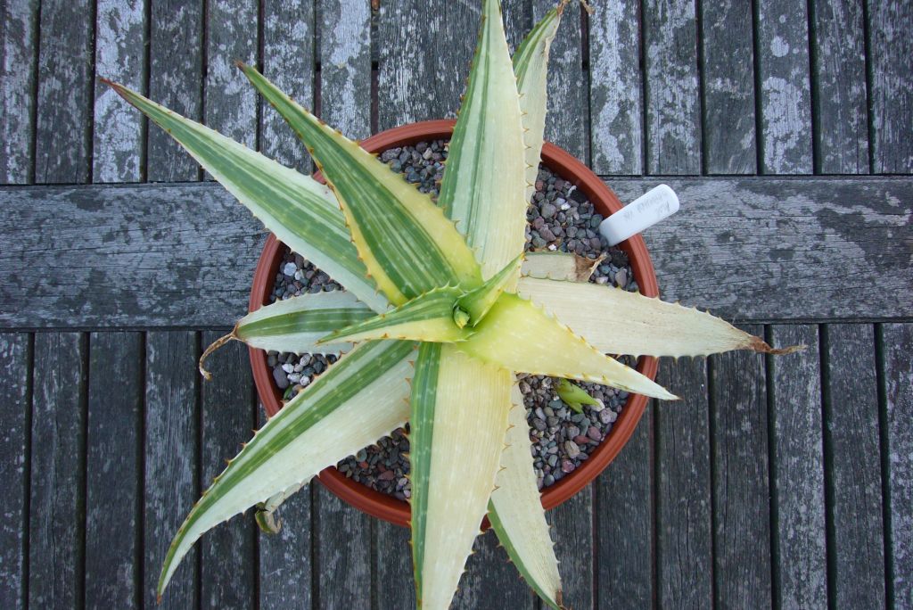 Green White Aloe Vera Plant Seeds for Planting | Heirloom Non-GMO Organic Garden Seeds High Germination